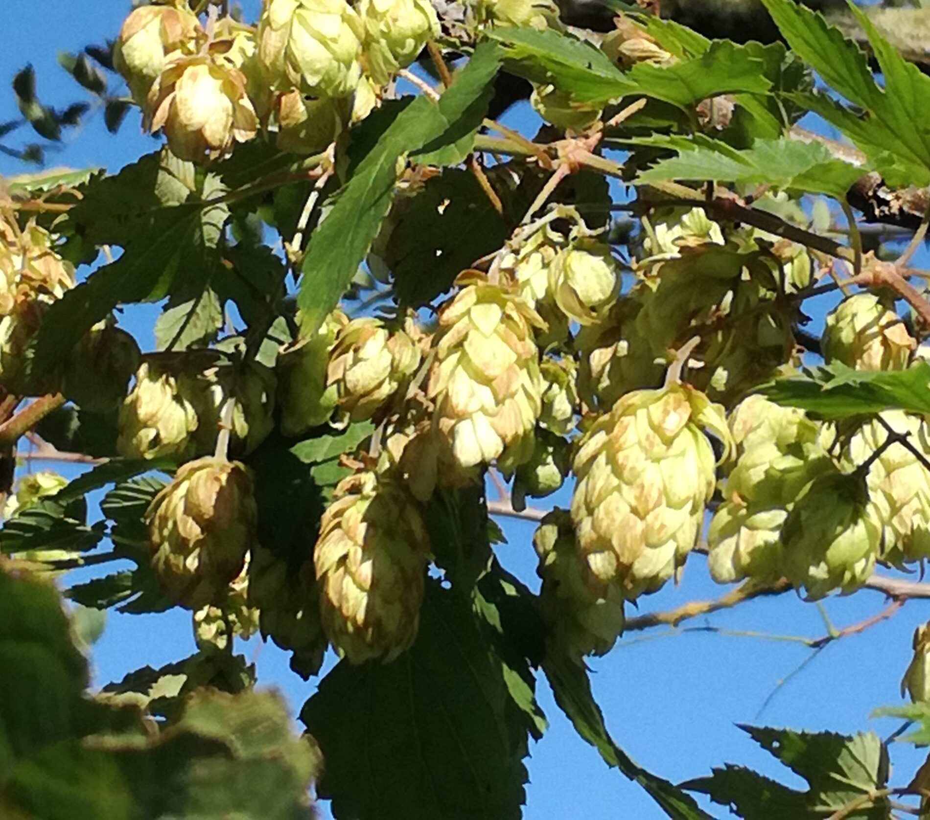 Wilder Hopfen